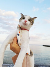 Funny Cat With A Scared Face On The Beach