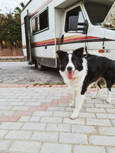 Border Collie Dog Near A Van