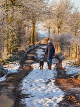 Female Walking Her Dog Along A Frozen Farm Track At Sunrise. Cumbria, UK.