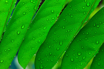 rain drops on green leaf