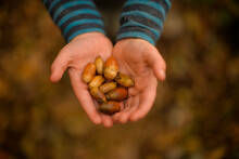 Kids hands keeping a acorns