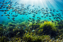 School Of Fish Over Neptune Seagrass