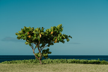 Wall Mural - Keawaula Beach，Yokohama Bay， Kaena Point State Park，Oahu, Hawaii.  Terminalia catappa is a large tropical tree in the leadwood tree family, Combretaceae. country almond, Indian almond, Malabar almond,