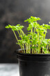© Harald Walker/Stocksy - Parsley in a pot