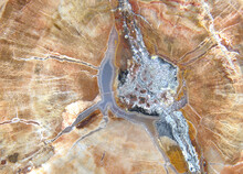 Macro Of Patterns In A Slice Of Petrified Fossilized Wood 