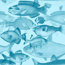 Fish Pattern In Blue