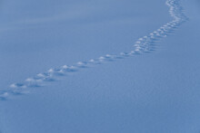 Wildlife Footprints Cross The Frame