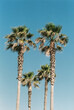 © Olga Moreira/Stocksy - Group of palm trees