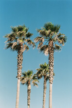 Group Of Palm Trees