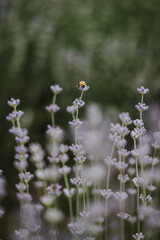 Wall Mural - bee on a flower