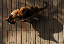 Calico Cat In Morning Light