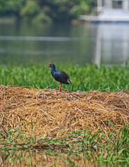 Wall Mural - American purple gallinule stood in grass reeds by river bank