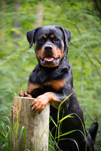 Rottweiler Stand On The Stump
