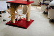 © Laura Stolfi/Stocksy - Cat having fun with scratcher
