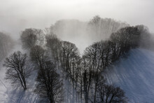 Trees Snow And Mist