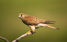 Torenvalk, Common Kestrel, Falco Tinnunculus