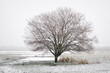 © James Ross/Stocksy - Winter Tree