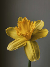 Yellow Daffodil Flower