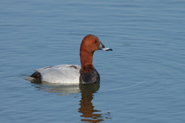 Wall Mural - Tafeleend, Common Pochard, Aythya ferina