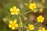 Fototapeta Kwiaty - Yellow flower macro, field flowers close up