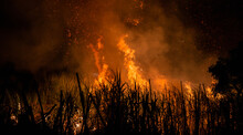 Pre-harvest Burning Sugarcane