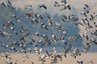 © AGAMI - Houtduif, Common Wood Pigeon, Columba palumbus