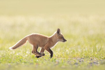Wall Mural - Red fox kit (Vulpes vulpes) running in a grassy meadow deep in the forest in early spring in Canada