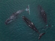 © ALEKSANDR MAZUROV/Stocksy - Bowhead whales