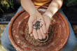 © Blue Collectors/Stocksy - organic seed bombs