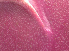 Dragonfruit Exterior Patterns Horizontal Abstract Macro