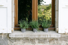Lavender Plants On Window 