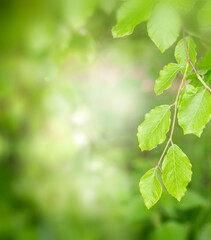 Wall Mural - Springtime green leaf background.