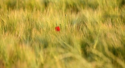 Sticker - un coquelicot isolé dans un champ de blé