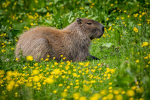 Capybara Sitting In Buttercups