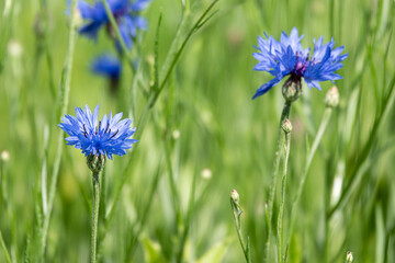 Cornflowers and green grass in sunset light in summer meadow, selective focus. Atmospheric beautiful moment. Wildflowers centaurea close up in warm light, summer in countryside. Environment