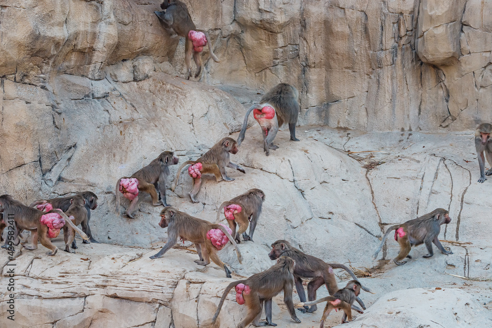 Large herd of female baboons with red swollen folds of skin around the