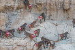 Large herd of female baboons with red swollen folds of skin around the buttocks signaling readiness for mating and conception and the alpha male leader of the pack.