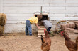 © Jennifer Bogle/Stocksy - boys peek into chicken coop