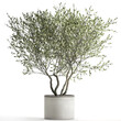3D illustration of Olive tree in a white flowerpot isolated on white background 