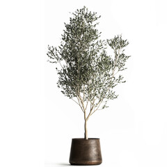 3D illustration of Olive tree in a rusty flowerpot isolated on white background 