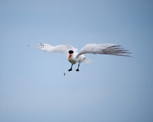 Arctic Tern Flying In The Sky