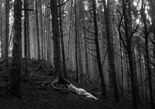 Woman Laying In Forest