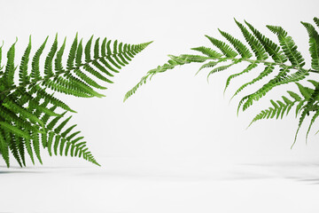 Creative layout of colorful tropical fern leaves on a white background in the sun with shadows. Minimal summer exotic concept with copy space.