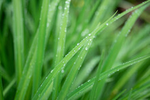 Grass With Dew