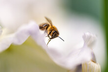 Honeybee On White Flower