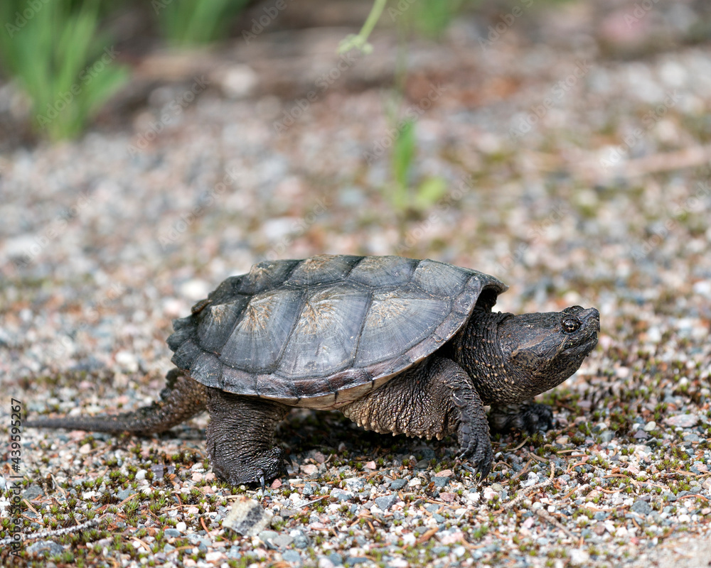 Snapping Turtle Shell Side View Snapping Turtle Photo Stock. Close-up profile view walking on gravel in ...
