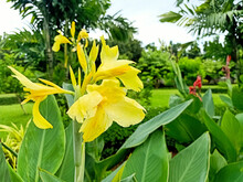 Yellow Canna Flowers In A Shady Park