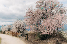 Landscape With Almond Trees Covered With Pink Flowers, A Fence And A Path