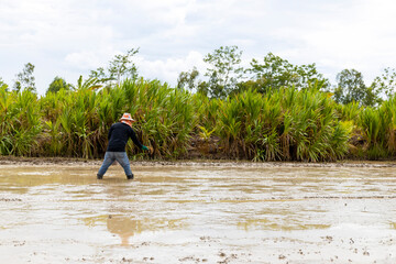 Wall Mural - farmer work. rice seedlings are ready for planting with soft-focus and over light in the background