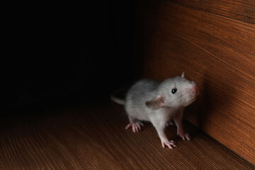 Wall Mural - Small grey rat near wooden wall on floor. Space for text